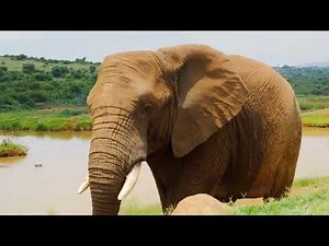Elephants Are GENIUSES?! 🐘 10 Mind-Blowing Facts About These Gentle Giants!