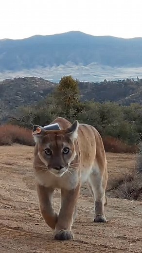 On this #InternationalPumaDay we celebrate F333, one of the pumas (aka mountain lions) we monitor in the Tehachapi Range. Pumas like her are vital to California’s ecosystems and by studying their movements, survival, and reproduction, we aim to help ensure a future where pumas continue to roam California’s wild landscapes. #mountainlions #pumas #cougar #bigcats #wildlifehealth #cats #wildlifebiology #wildlifevet #conservation #tehachapi #ecology #californiawildlife | California Carnivores Progra