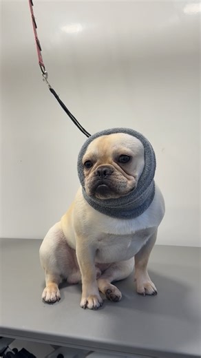 Hammond’s Hounds on Instagram: "Groom an 8 month old French Bulldog with me 🥺 Using all my favourites by @peanutandpicklecompany 🤞 #doggrooming #fyp #dogs #dogsofinstagram #foryoupage"