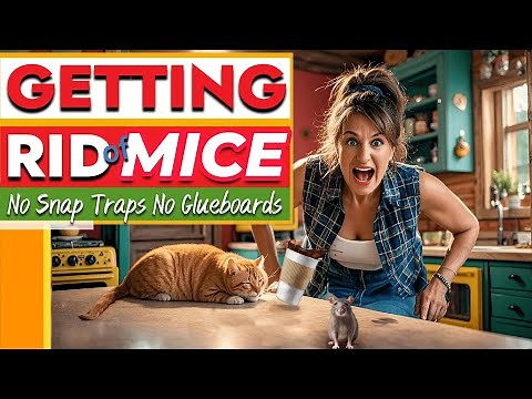 TOP PROVEN HACKS TO GETTING RID OF MICE (No Snap Traps No Glue Boards)