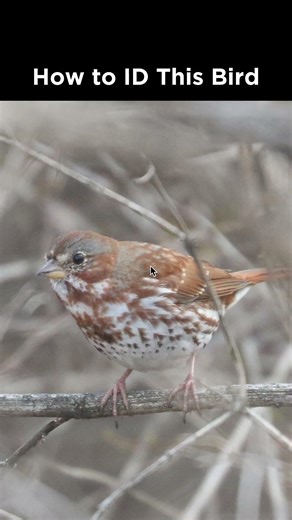 Can you identify this sparrow?