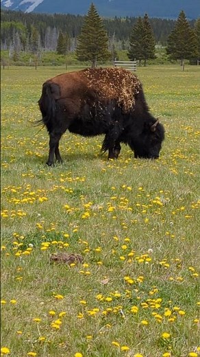 Plains Bison Grazing In The Canadian Rockies #buffalo #bison