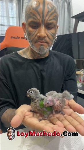 Buying Baby Parrots Is Easy. Raising Them Is Not.