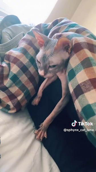 #catpurring #purr #purring #catsleep #sphynxcat #sphinx #sphynx #nakedcat #exoticcat #cutecat #sphinxcat #funnycat