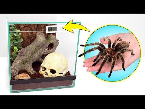 🕷La tarántula explora su nueva casa