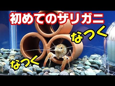 Crayfish! Catch the bait directly! [Crayfish Tank #2]