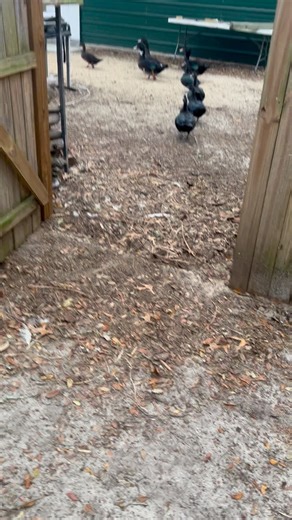 Our ducks are in a row #ducks #muscovyduck #funny #funnyvideos | Little Bit Wildlife Rescue