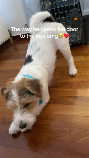 Training a Smart Jack Russell Puppy