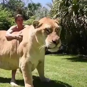 594K views · 7.9K shares | When a lion and a tiger breed, they create a LIGER a they are bigger than both their parents! | Shredded Academy | Facebook