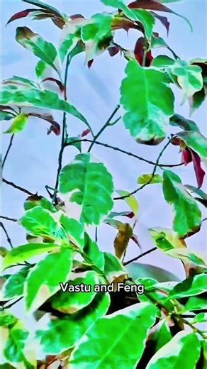 #relax #nature #nature