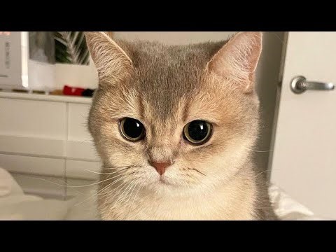 Gynoid Fat Subliminal + fat transfer