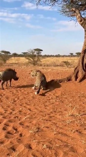 Ambush Gone Wrong: Leopard vs Warthog in a Dust Storm