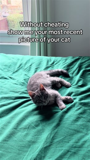 Fred’s serving main character energy 😼. Now you - show me your most recent picture? ✨ #catchallenge #catslovers #kittensoftiktok #cutecatsoftiktok #cutecatvideos