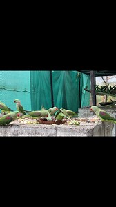 220K views · 8.6K reactions | Raw Parrot ❤️ | Birds Community | Facebook