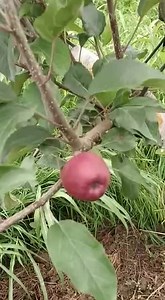 Mixwd orchad established at Ganderbal Dark Baron 01% Schnico red 01% Granismith new plantation 12% Kingroat 40% Jeromine 40% Adam spur 6% Our Motive safisfaction of custmors custmers itself show our result of topgrafting Contact no. 6006461442 9149825849 7006537828 9596558820 | KVF Orchard and Nursery