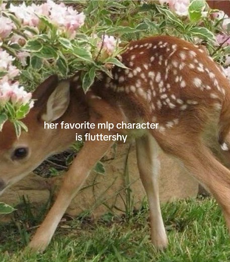 Choosing the Best Fluttershy Photos for My Little Pony