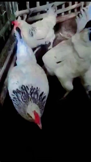 Heritage chicken breeds, developed before World War II and still recognized by organizations like the American Poultry Association, are slow-growing, dual-purpose birds known for natural reproduction, long productive lifespans, and resilience #HealthyChickens #biodiversity #HeritageChicken #chickenbreeds | Cyan & Jiyah Free Range Chicken