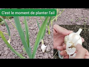 Comment planter l'ail facilement ?