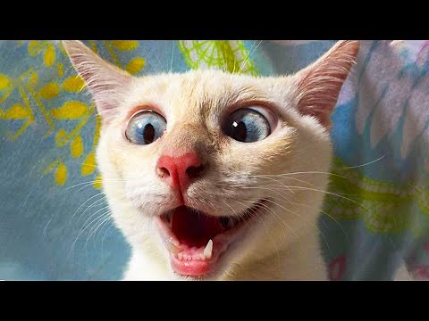😂 Funniest 😻 Cats and 🐶 Dogs - Awesome Funny Animals' Life Videos 😇