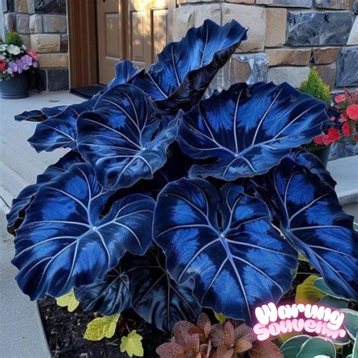100 Blue Black Caladium Seeds: Elephant Ear, Angel Wings - Etsy