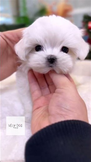 Let me introduce you to a Maltese baby who has passed the limit of acting cute❣️#teacupmaltese