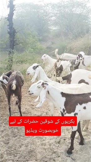 How Do American Ranchers Raise Millions Of Goats - American Farming