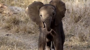 273K views · 10K reactions | Baby elephants can be quite inquisitive as they make their way around, new to the world and still a bit wobbly on their feet, with no idea what their trunk is or how to operate it! Via Leopard Mountain Safari Lodge  James Orton | Africa Geographic | Facebook
