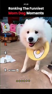 Ranking the Funniest Dogs Being Mom Moments 🐶😂 #funny #dogs #fails