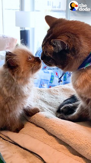 5.9M views · 116K reactions | Guy brings home a tiny kitten and introduces him to his very clingy, anxious cat… | The Dodo | Facebook