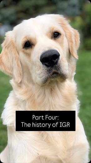 58 reactions · 4 comments | Back to our previously scheduled “programming” of sharing the history of IGR. This video gets us caught up to current time. I’ve got one more video to do to discuss the current dogs we have in our program, our future hopefuls. Then we’ll head into some hopes and dreams for the future of IGR. . Let me know if you have any questions or if there’s anything you’d like me to cover in our content. | Integrity Golden Retrievers | Facebook