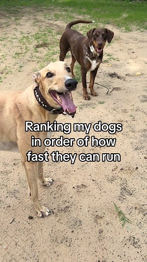 Ranking Fast Dogs by Speed: Greyhound, Border Collie, Catahoula, Doberman