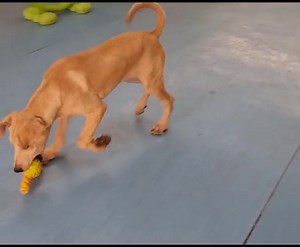 Kipper got some time out of her cage today. 🩷 She was full of energy and desperate to play with anyone and anything. This poor girls needs to be in a foster home. A puppy should not be growing up in a cage yearning for attention and space to run. She is exceptionally sweet and great with everyone. WHO CAN FOSTER KIPPER?? 🙏🏼🙏🏼🙏🏼 4 months old Vaccinated, microchipped and dewormed. | Animal Action