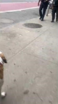 Dogs like to make friends with strangers 🐶🤣#dog #dogs #funnydog #pet #lovedogs #funny #funnyvideos