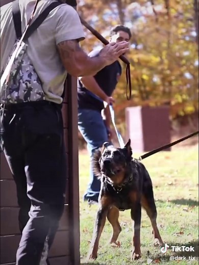 Discover the Beauceron: A Unique Dog Breed