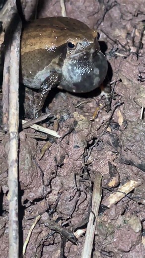 Sound of a frog croaking 🐸