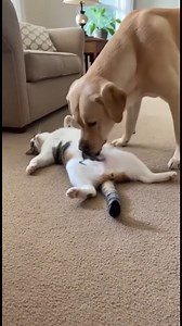 568K views · 5.3K reactions | Cat Brings a Mouse to Prank Another Cat  #CatPrank #FunnyCats #CatReaction #ViralPets | Gen fun smiles | Facebook