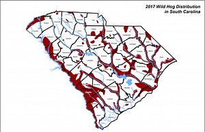 Destroying farms, golf courses, lawns — feral pigs causing $115M in damages each year in South Carolina, and it’s only going to get worse