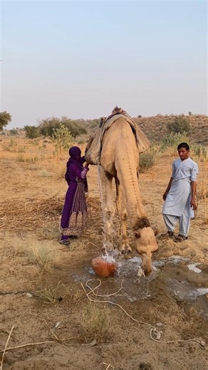 جاءت المرأة والفلاح بالماء على الجمل أفرغوه في مكانٍ نظيف وسقوا الجمل أولً فبادلهم الجمل نظراتِ محبة
