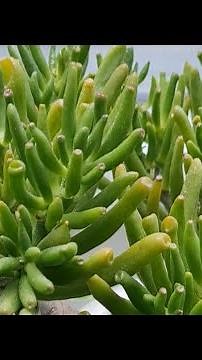 How to grow Jade plant from a Leaf