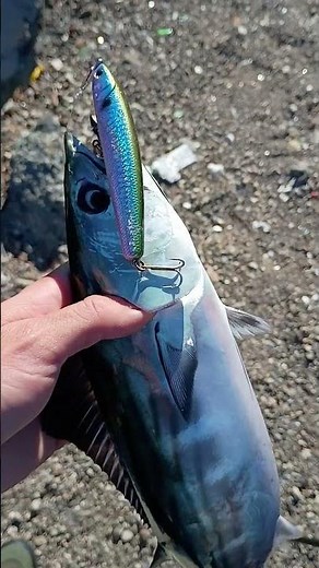 Long Beach Bonito Lucky Craft wander 95