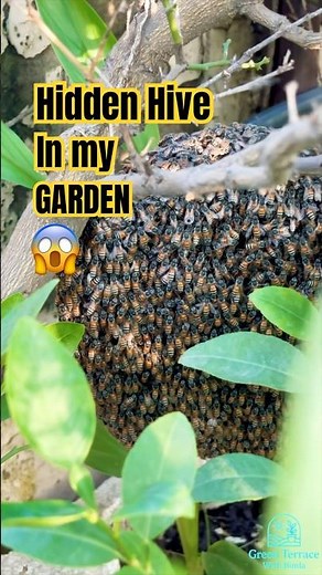 Secret of Bees in My Garden | Organic Garden Success