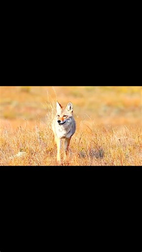 Hunting Giant Wild jeckal – Unbelievable Footage #boarhunting