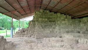 Disponible para la venta. 4000 pacas de Heno de pasto Angleton. Pacas de 12 a 13 kilos de peso de excelente calidad. Ubicadas en Puerto Boyaca. A 4 horas de Bogota, Manizales , Medellín, Bucaramanga, Ibague. Información WhatsApp wa.me/573208487321 . . . . #rehagronegocios #heno #henoheno #henodepangola #henodeangleton | Rehagronegocios Agromarketing