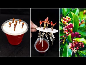 How to grow clove plant from cuttings at home || Water propagation method at home