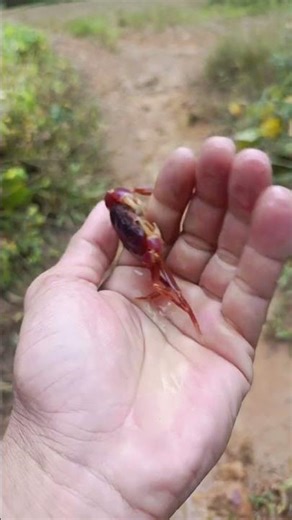 Gagal estetik bersama kepiting #insects #animals #crab