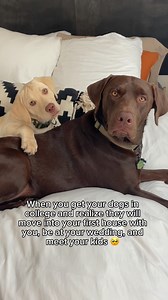 Crazy 🥺 #dogsofinstagram #labrador #labpuppy | Tank the Brown Lab