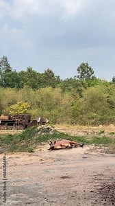 Cu Chi, Viet Nam Cu Chi tunnels were the Viet Cong's base of operations for the Tet Offensive in 1968. Famous tourist attraction in Vietnam