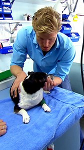 1.4M views · 22K reactions | Family dog fight could be fatal  | Bondi Vet | Facebook