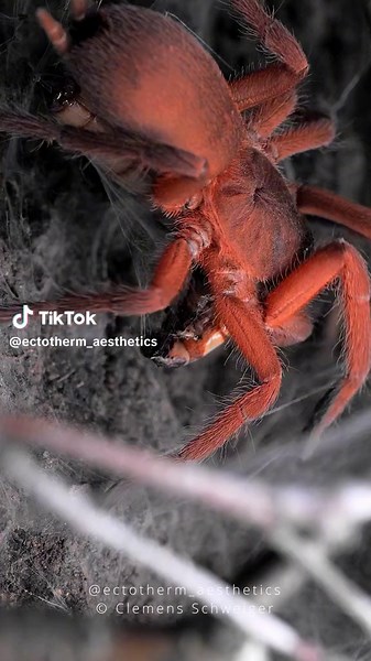 the most beautiful orange spider Orphnaecus philippinus, the Philippine tangerine tarantula #spider #tarantula