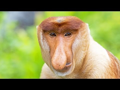 Le nasique, ce singe moche - ZAPPING SAUVAGE